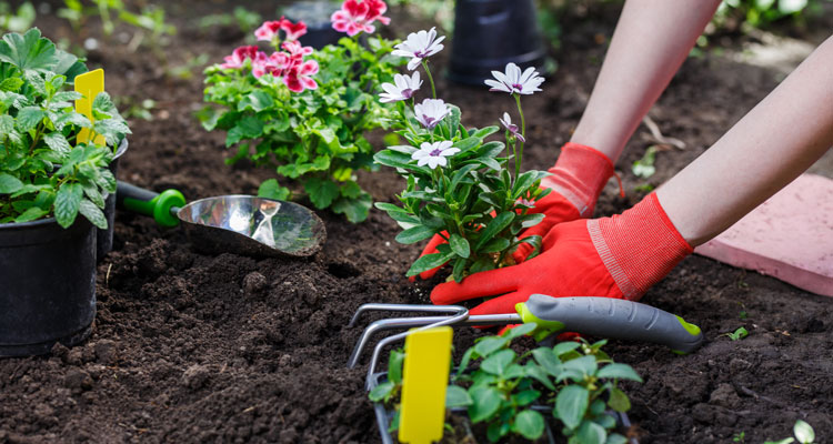 Die Unternehmensarchitektur steht in dieser Saison in voller Blüte
