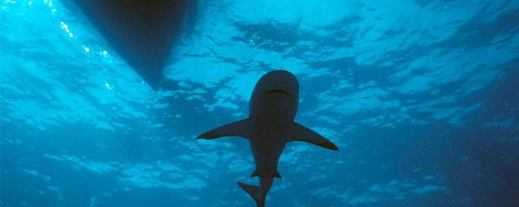 Un plus gros bateau ou un plus petit requin ?