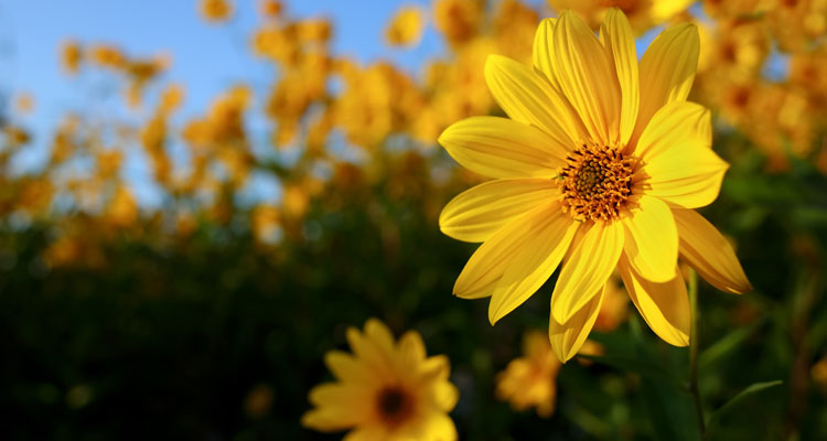 Portfolio and Resource Management: Satisfy Your Spring Fever